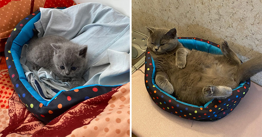 This Community Shows Kittens Then And Now (30 Pics)