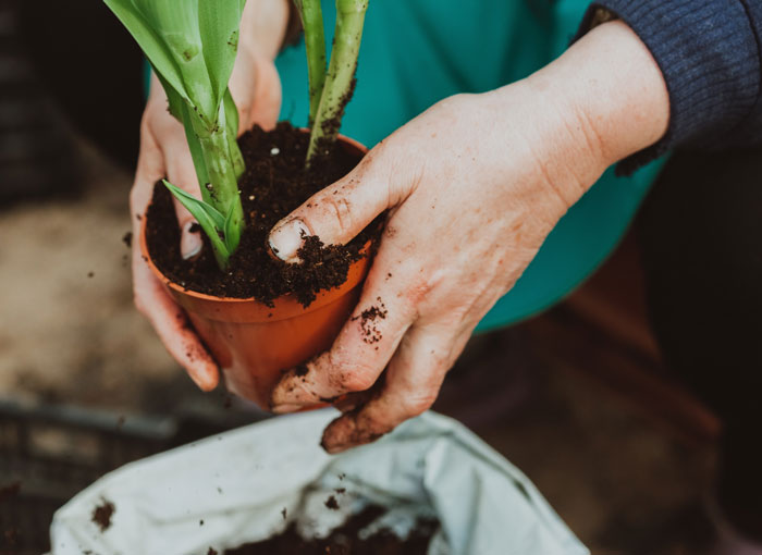 If You Could Grow Anything In The Yard, What Would It Be?