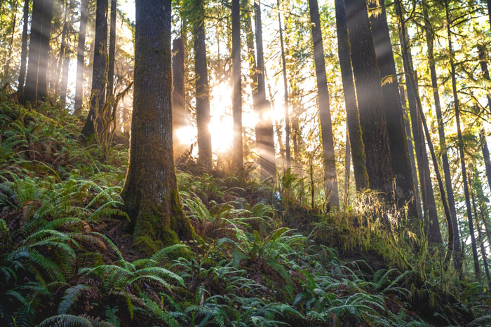 What Are Some Of The Best Things About Nature?