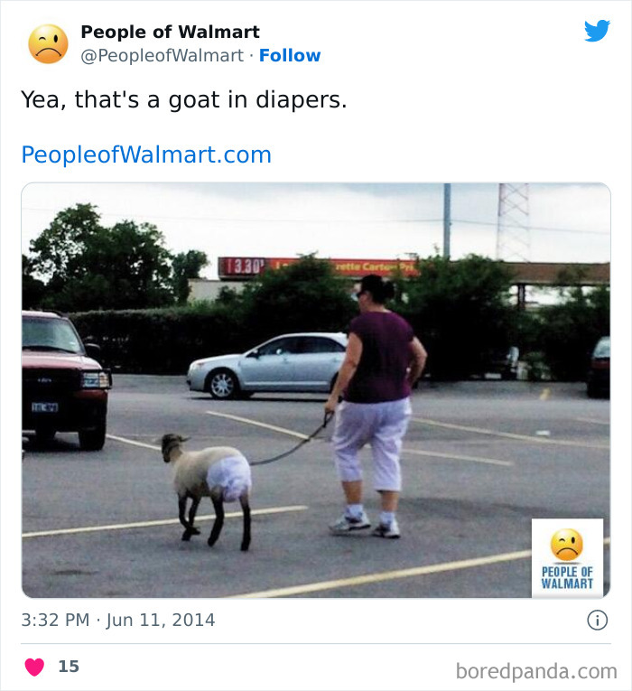 Woman walking with goat that wears diapers