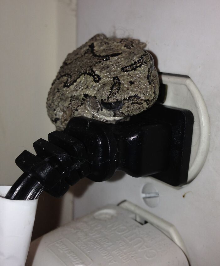 Tree Frogs Use Plumbing Vent To Come Indoors Through Toilet. This One Made It To Nearest Outlet For Warmth