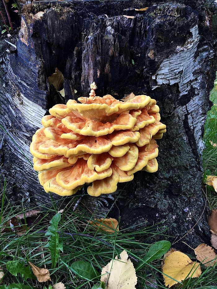 Chicken Of The Woods