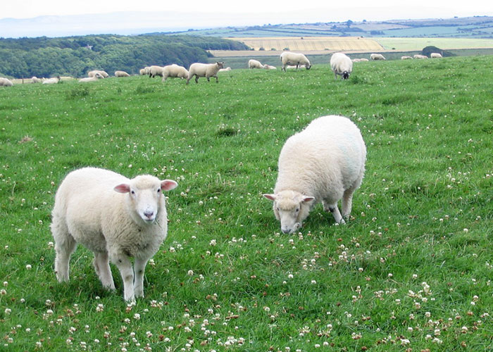 Flock Of Lost Sheep Trots Behind Confused Runner As She Accidentally Becomes Their Leader Flock Of Lost Sheep Trots Behind Confused Runner As She Accidentally Becomes Their Leader