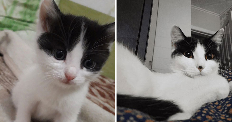 This Community Shows Kittens Then And Now (30 Pics)