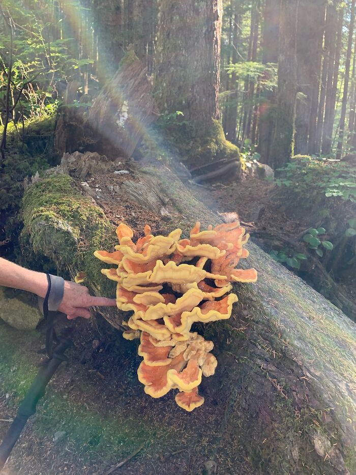 Fascinating Fungi In The Pnw
