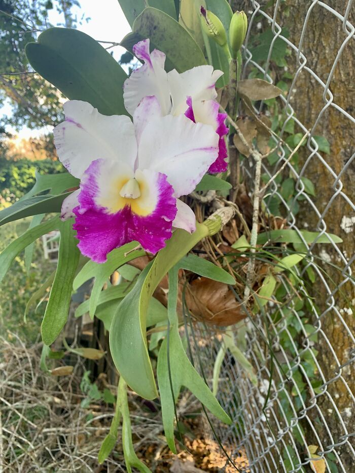 Orchid In A Stag Horn