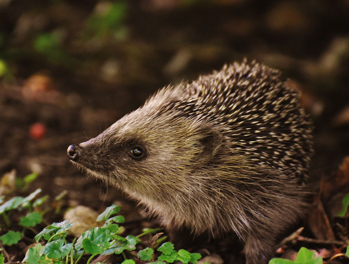 The Hedgehog's Paradox