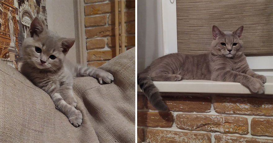 This Community Shows Kittens Then And Now (30 Pics)