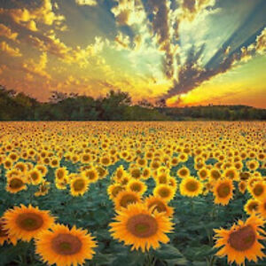 brucewaynesgirl avatar