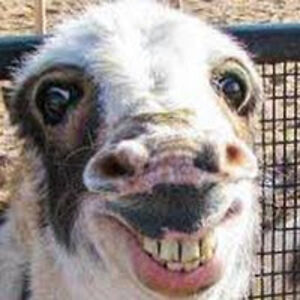 wyatthitchcock avatar