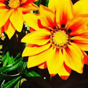 kourtneyrburns avatar