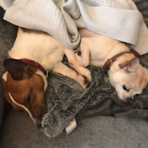 saraoldfieldproc avatar