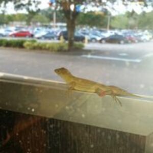 serpentwarlord avatar