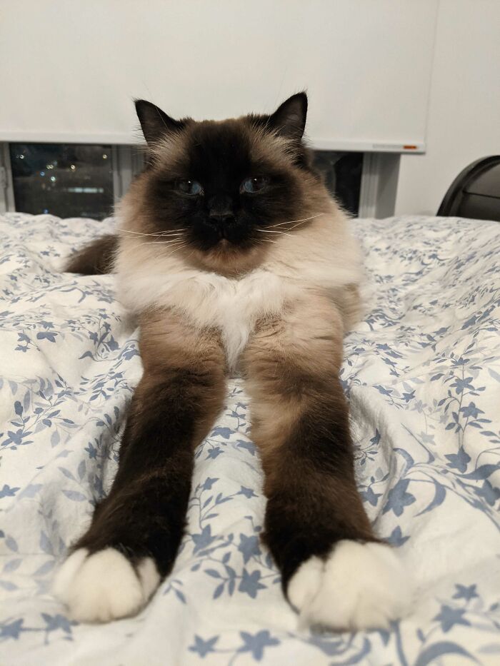 Ragdoll cat lying down on bed with its arms stretched forward