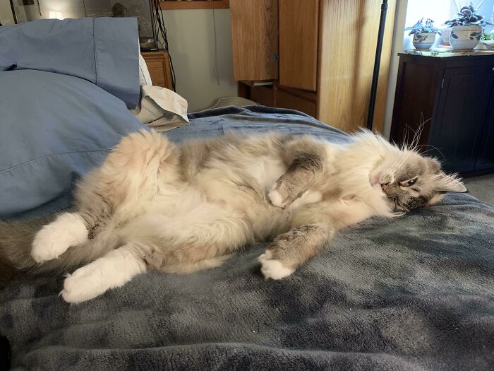 Ragdoll cat relaxing on bed