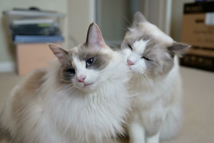 A Year Later, We Are So Glad We Got A Second Cat. Our Boy Is Super Affectionate