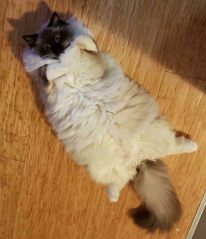 Fluffy ragdoll cat lying down on the back on the wooden floor