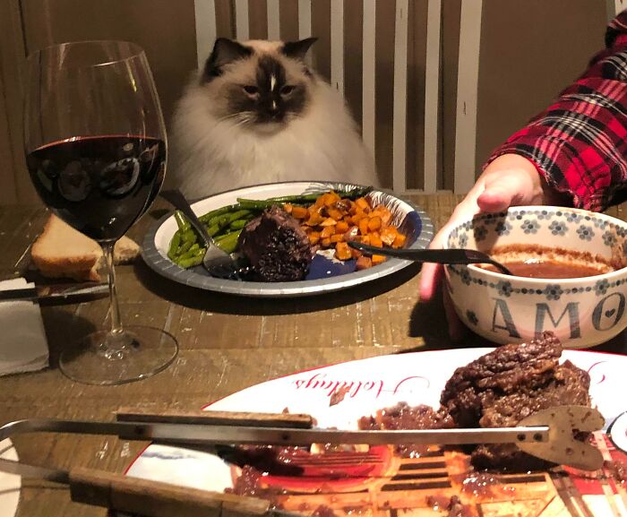 Cat sitting at Christmas dinner table