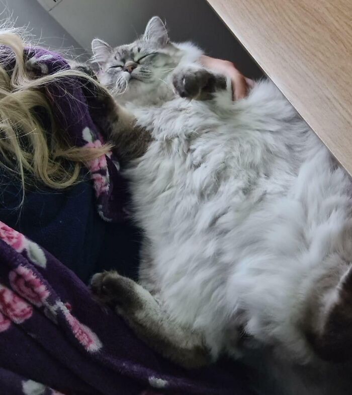 Fluffy ragdoll cat relaxing in woman's arms
