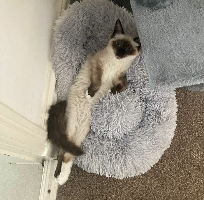 This Is Ghost. She Picks The Best Ways To Get Comfortable