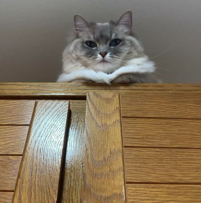 Ragdoll cat sitting on kitchen cupboard and watching