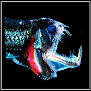 hieronymusberruecos avatar