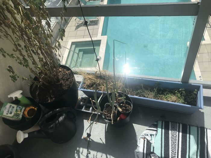 Asked My Roommates To Plant-Sit For 2 Weeks, I Come Back To This