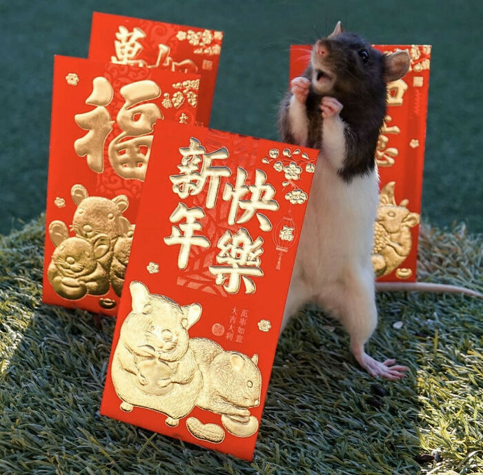 My Local Aquarium Posted This Little Guy Looking Excited For The Year Of The Rat