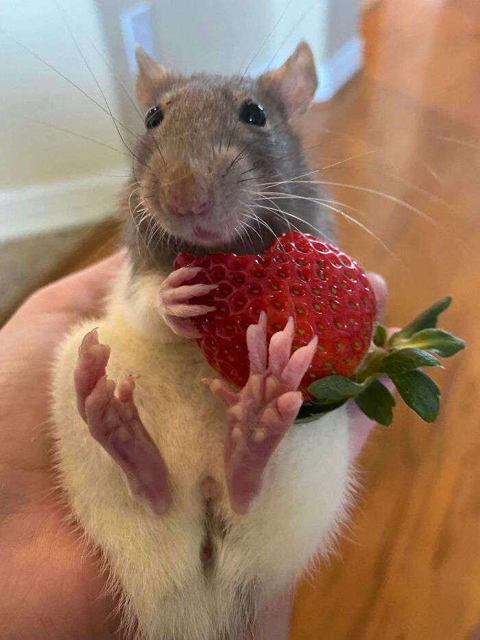 Mi rata Strawberry comiéndose... una fresa