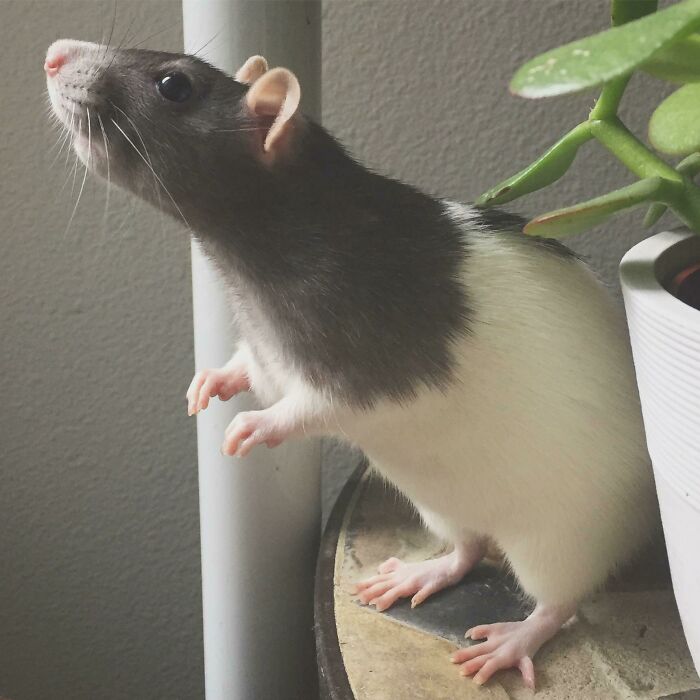 Saw Another Rat Here Earlier And Wanted To Show Off Mine! Meet Oy, Who Loves To Smell The Summer Rain