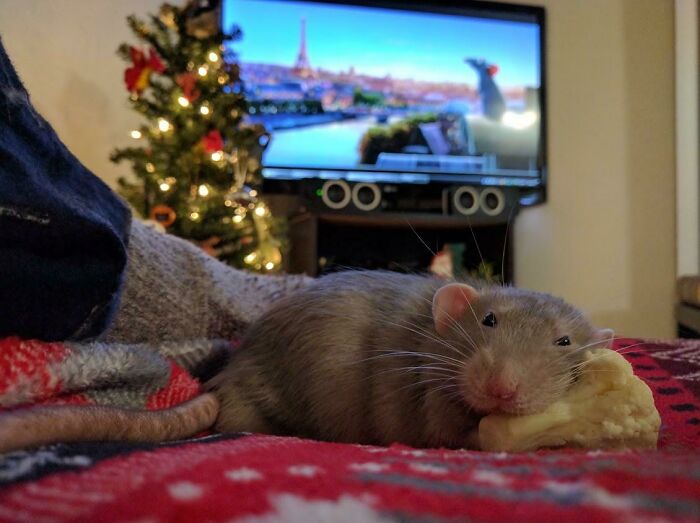 Season's Eatings, From Remy The Rat