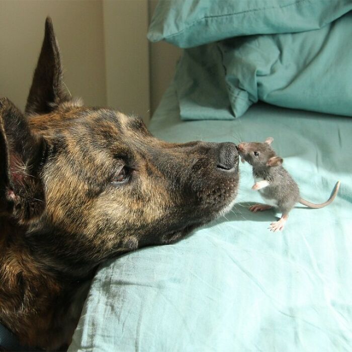 Este perro rescatado se hizo amigo de una rata al no tener con quién jugar