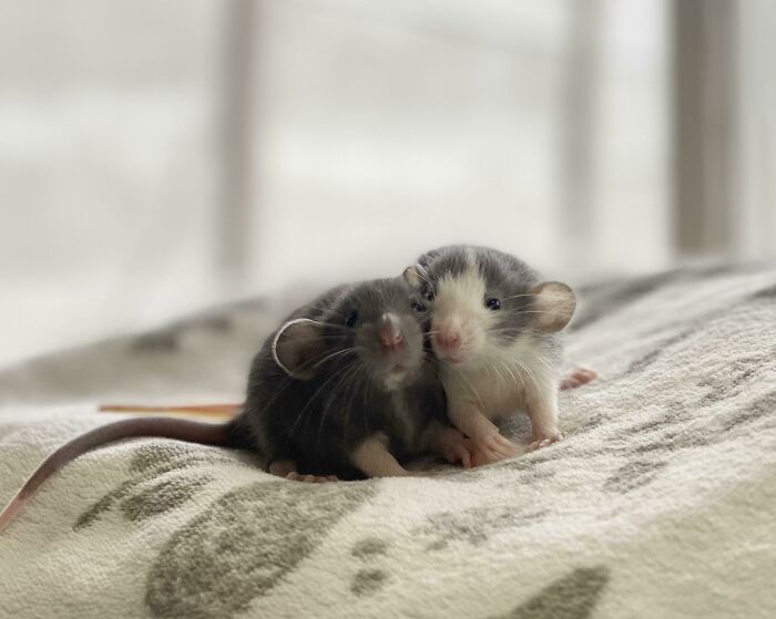 Baby Rat Brothers