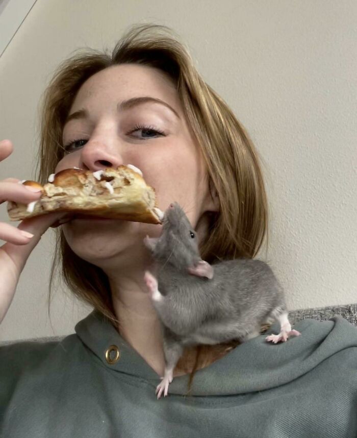 My Rat Fou Fou Trying To Steal My Cinnamon Roll