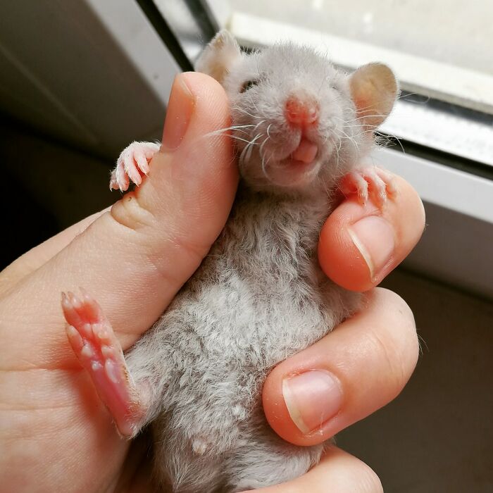 Gorgeous Little Baby Rat Again