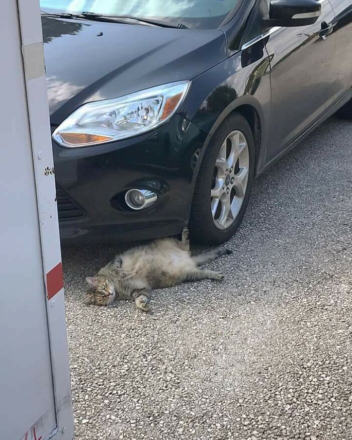 Gato intentando cobrar el seguro