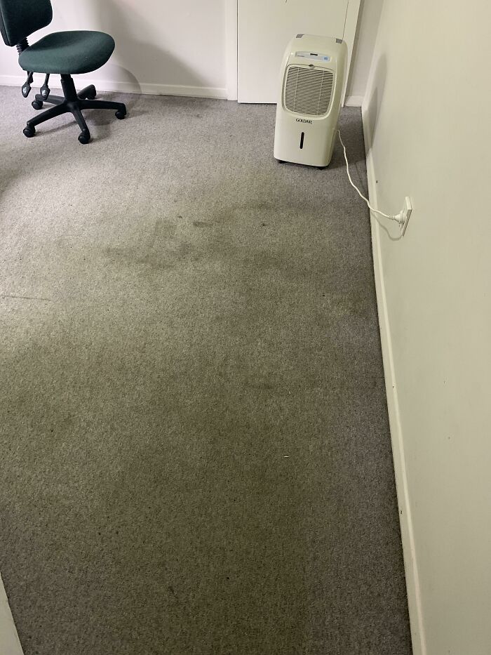 Mi compañero de piso se mudó y descubrí que su habitación apestaba a orina y la alfombra estaba manchada. Nunca tuvimos mascotas, es orina de humano