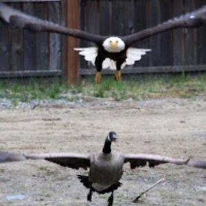 nicoladelnero avatar