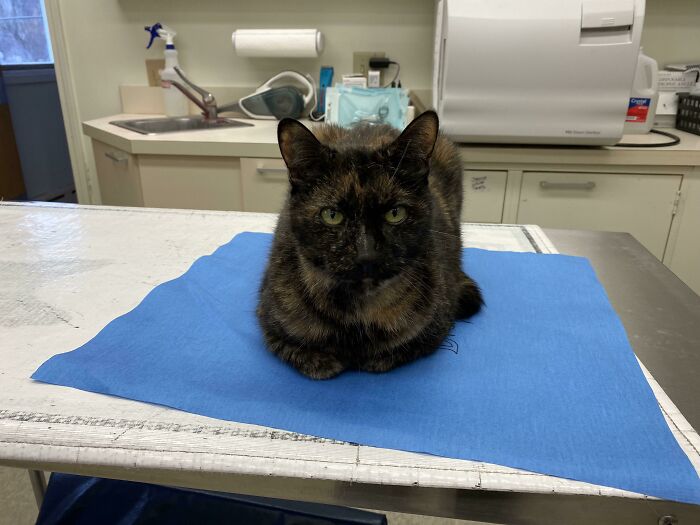 Our Hospital Cat Always Tries To Lay On The Drapes When We Wrap Packs, So I Gave Her Her Own Little Drape