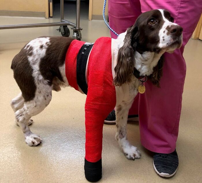Merry Christmas, Friends! We Went Ahead And Gave The Owners And This Puppers A Festive Little Splint Since He Will Be Wearing It Past The Holidays