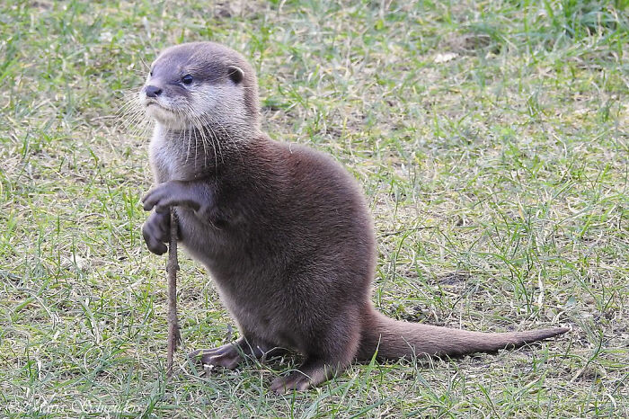 Otter Supporting Itself With A Stick