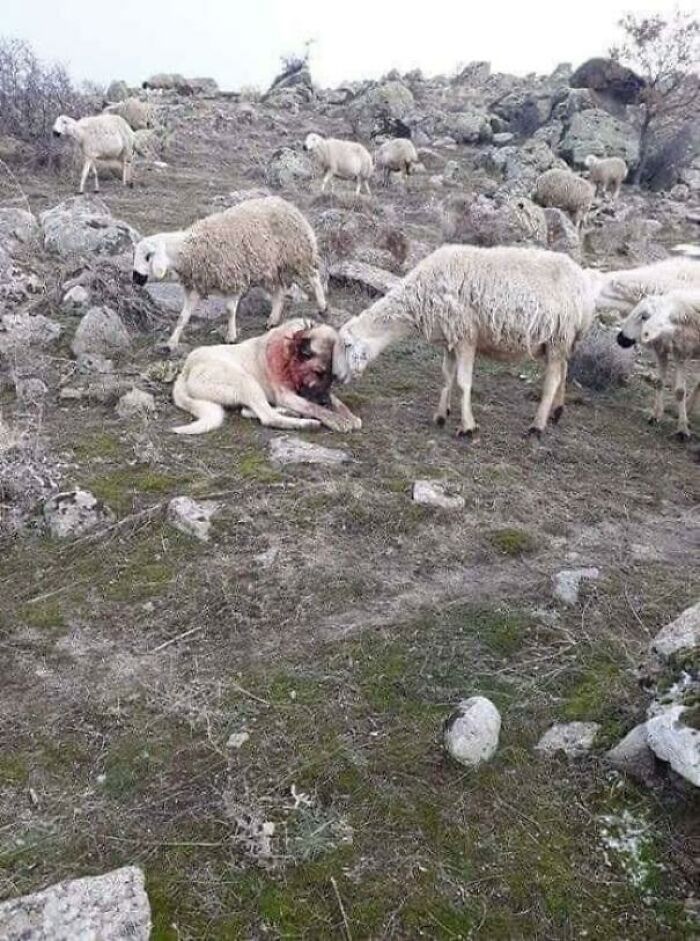 Una oveja muestra su gratitud hacia el perro que salvó al rebaño del ataque de un lobo