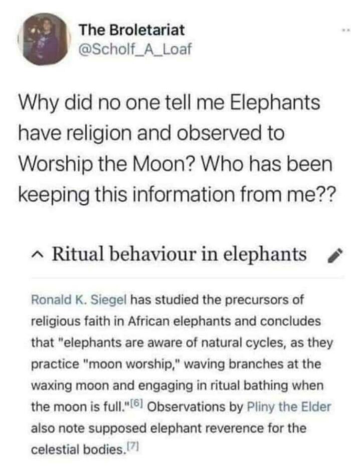 Elephants Have Rituals