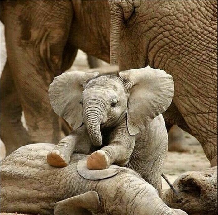 Al igual que un bebé humano se chupa el dedo, una cría de elefante africano se chupa la trompa a menudo para consolarse