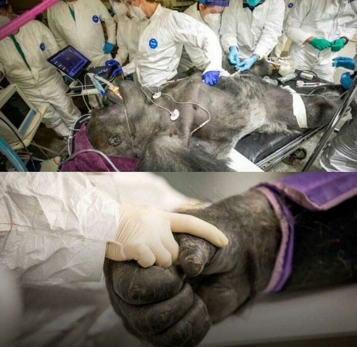 Un gorila se agarra de la mano de una enfermera para someterse a una revisión médica
