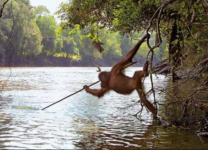 Un orangután llamado Harry, que fue reintroducido a la vida silvestre desde un zoológico asiático, es visto mientras pesca con un arpón tras observar a un pescador local. 1990