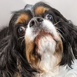 existentialcrisisdog avatar