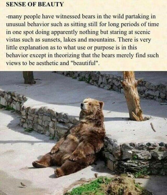 Bears May Feel Beauty