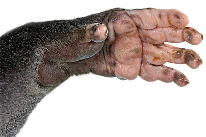 The Hand Of A Mandrill Monkey