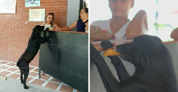 Después de ver a los estudiantes comprar comida, un perro en Colombia trató de hacer lo mismo con su dinero de hojas